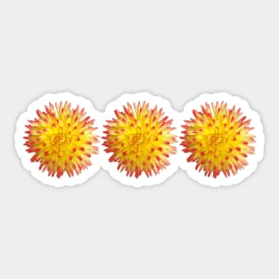 Three Yellow and Pink Spiky Flowers Floral Photo Sticker